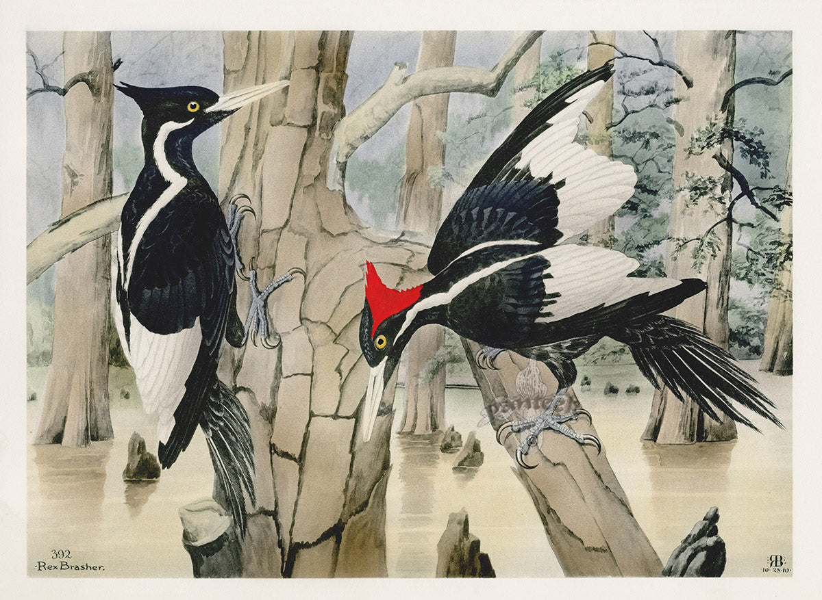 Rex Brasher Bird Prints 1930 Original 1st Edition Ivorybill