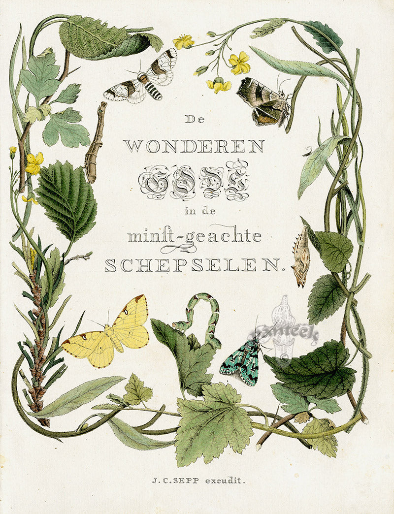 Antique hand-colored stipple engravings of butterflies and moths from Sepp's Beschouwing der Wonderen Gods, 1762–1836, on watermarked chain-lined paper