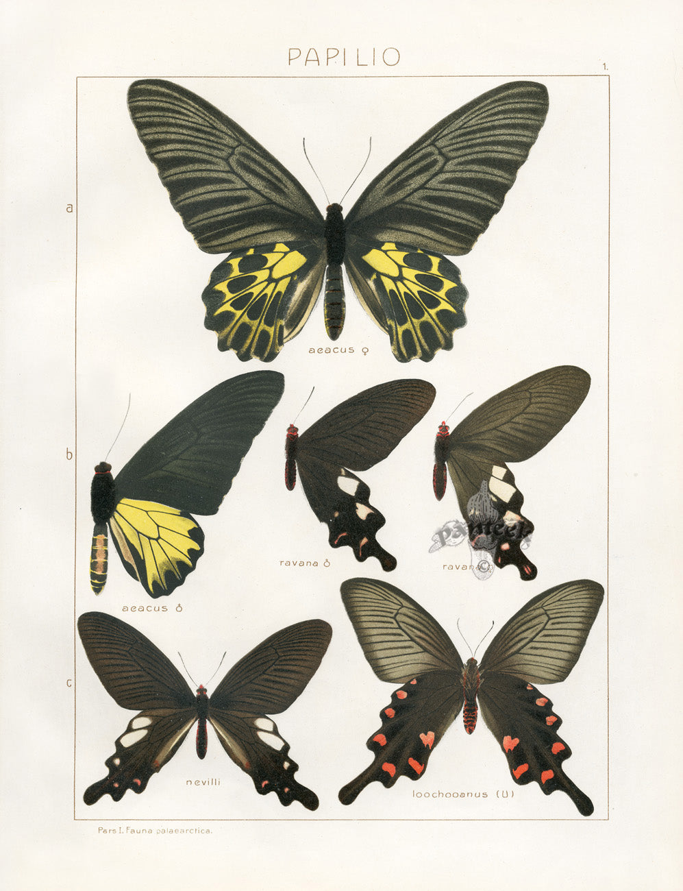 Antique chromolithographs of butterflies from Seitz's Die Gross-Schmetterlinge der Erde, 1912, multi-color lithography on cream paper