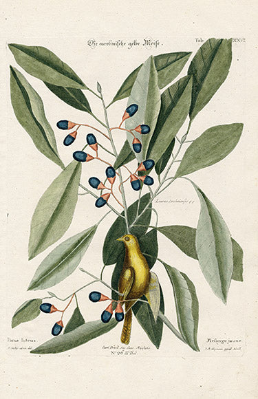 Mark Catesby hand colored antique bird print from Seligmann Nuremberg edition 1768