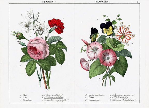 Hand colored botanical prints by Robert M