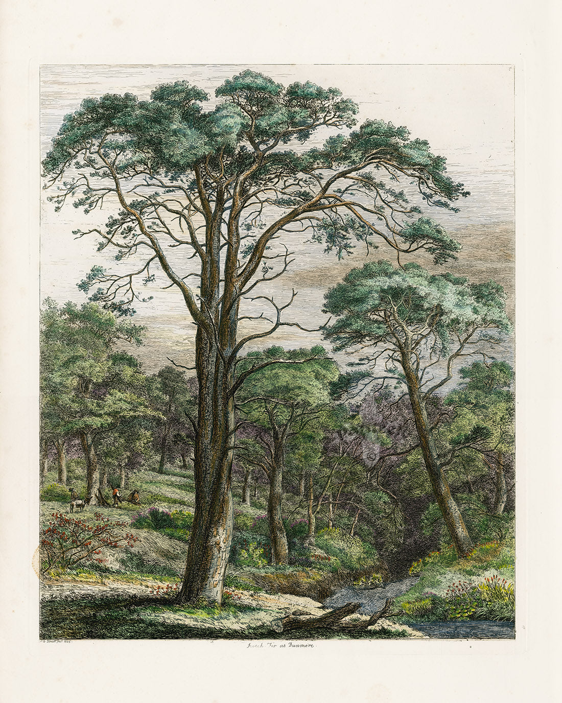 Antique etched forest tree prints from Strutt's Sylva Britannica 1826, first edition, hand-colored on thick white paper, excellent condition