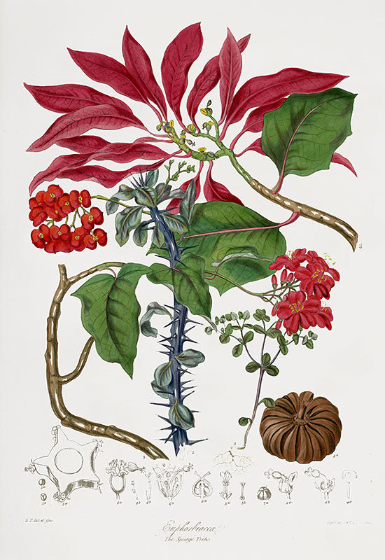 Original hand-colored botanical lithographs by Elizabeth Twining from Illustrations of the Natural Order of Plants, 1849, royal folio size, excellent condition