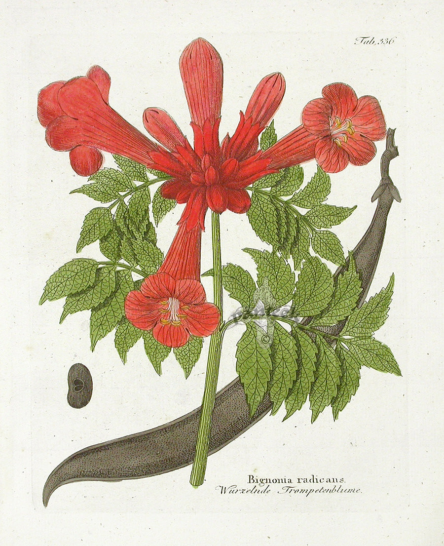 Rare hand-colored botanical copper engravings from Vietz Icones Plantarum, Vienna 1800–1822, quarto size on chain-lined paper in excellent condition