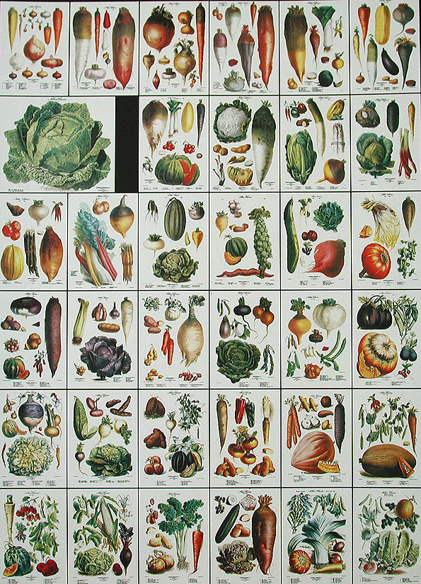 Antique fruit and vegetable prints from Vilmorin's Le Jardin Potager, 1850, imperial folio facsimile on heavy paper with no foxing