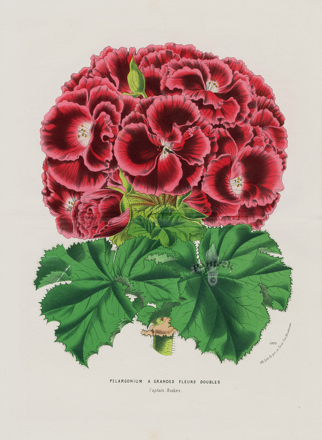 Antique botanical prints from Van Houtte's Flore de Serres et des Jardins de l'Europe, 1845, double folio with spectacular color on thick white paper