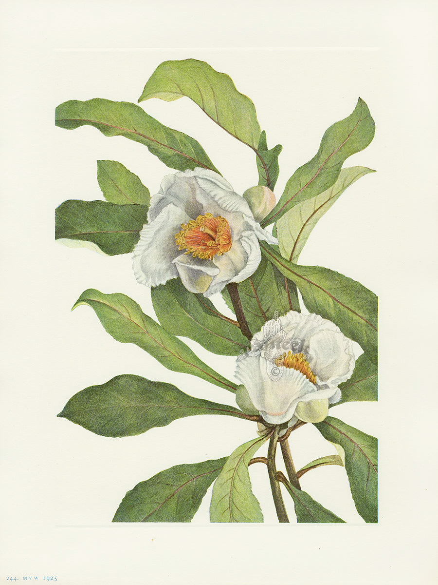 Botanical lithographs of North American wildflowers by Mary Vaux Walcott, published by the Smithsonian Institution 1925, on creamy wove paper with strong plate marks