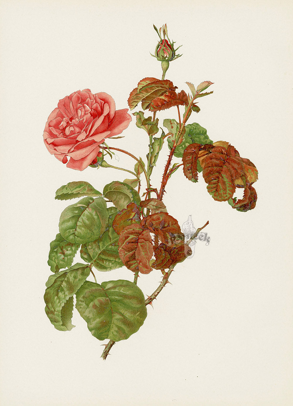 Antique rose prints from Ellen Willmott's Genus Rosa, 1914, illustrated by Alfred Parsons, a landmark botanical work ranking with Redouté's Les Roses
