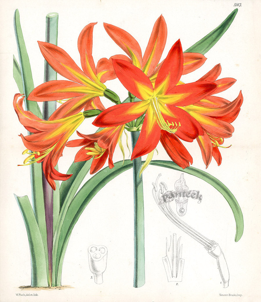 Antique botanical prints by Walter Hood Fitch from Curtis Botanical Magazine, hand-colored lithographs from the Kew Gardens era, rare and finely detailed