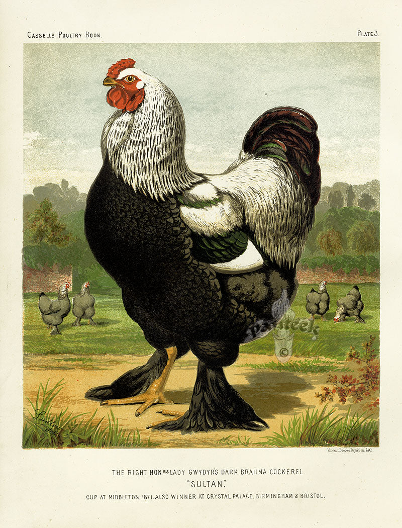 Antique chromolithograph poultry prints from Lewis Wright's Illustrated Book of Poultry, 1880, chickens geese and ducks, vivid color, excellent condition