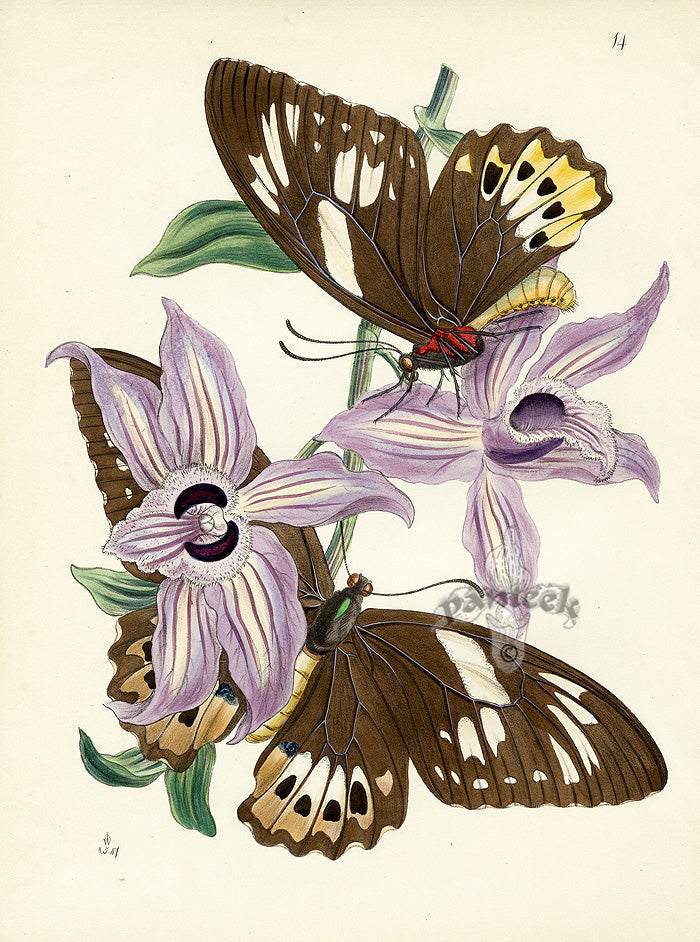 Rare 1848 hand-colored insect prints by Westwood, exotic Indian and Chinese butterflies with orchids, gum arabic finish, creamy paper, no foxing