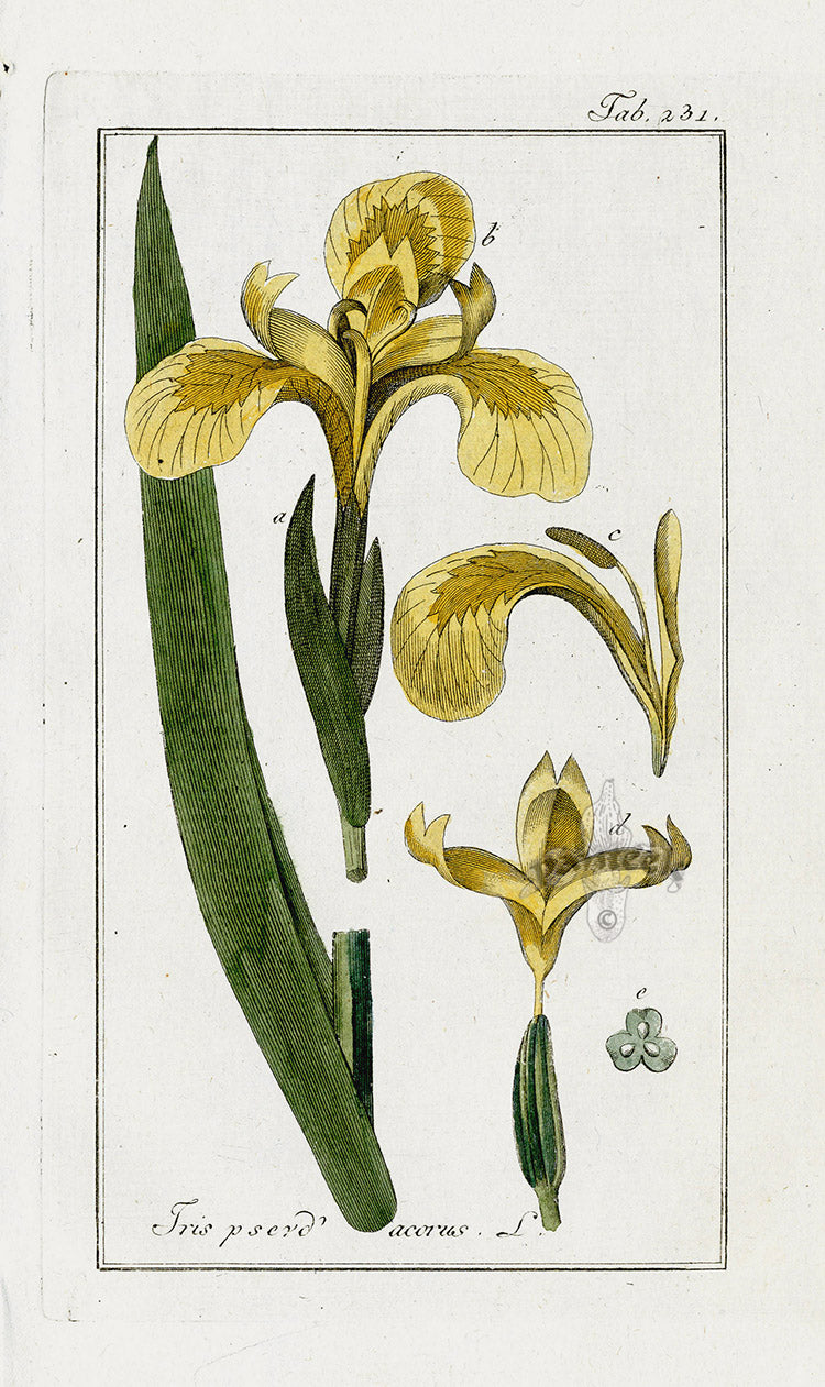 Rare 1796 hand-colored botanical copper engravings from Zorn's Icones Plantarum Medicinalium, Amsterdam, chain-lined paper, strong plate marks, no foxing