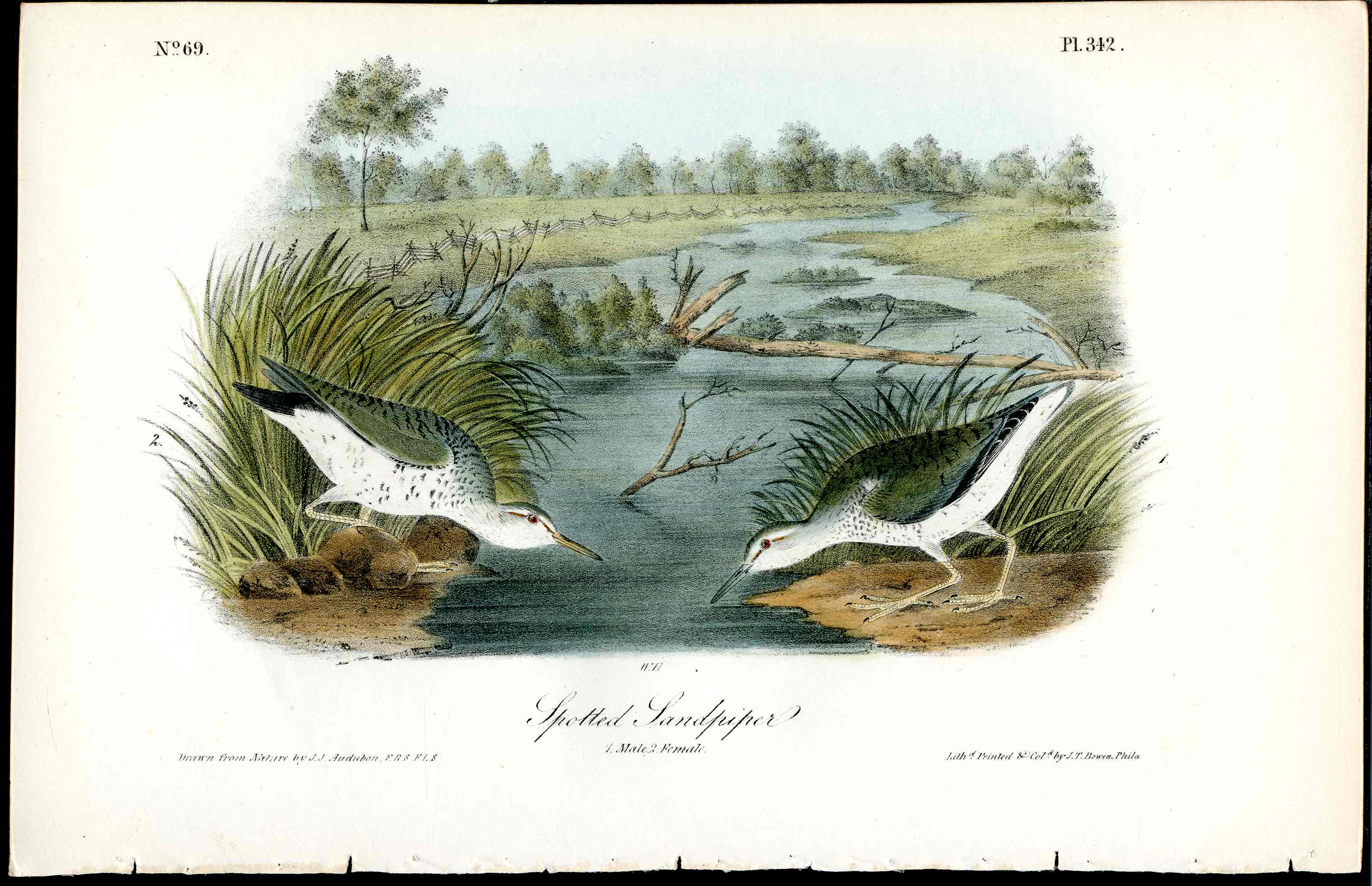 Audubon Birds 1840 Spotted Sandpiper