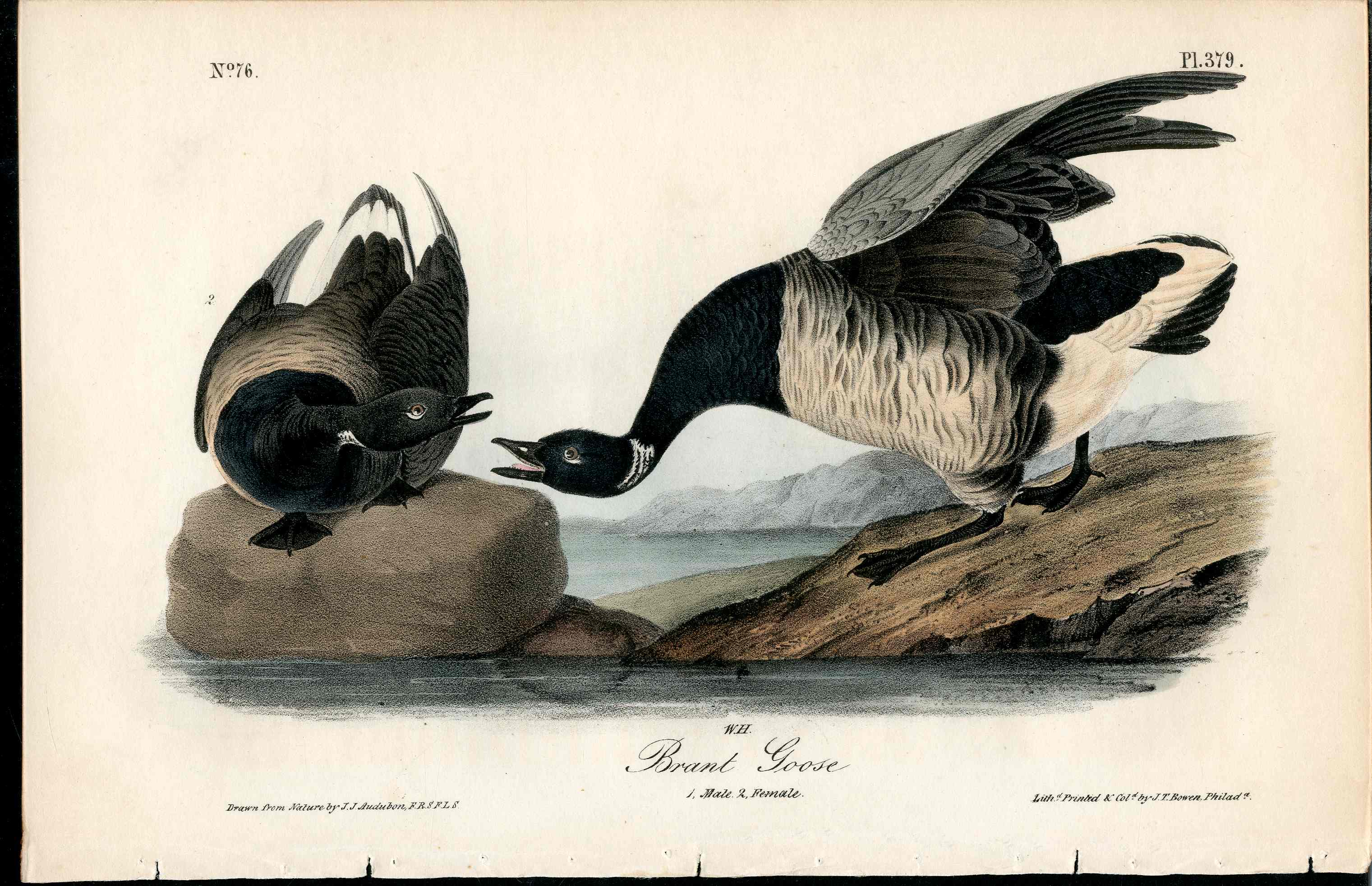 Audubon Birds 1840 Brandt Goose