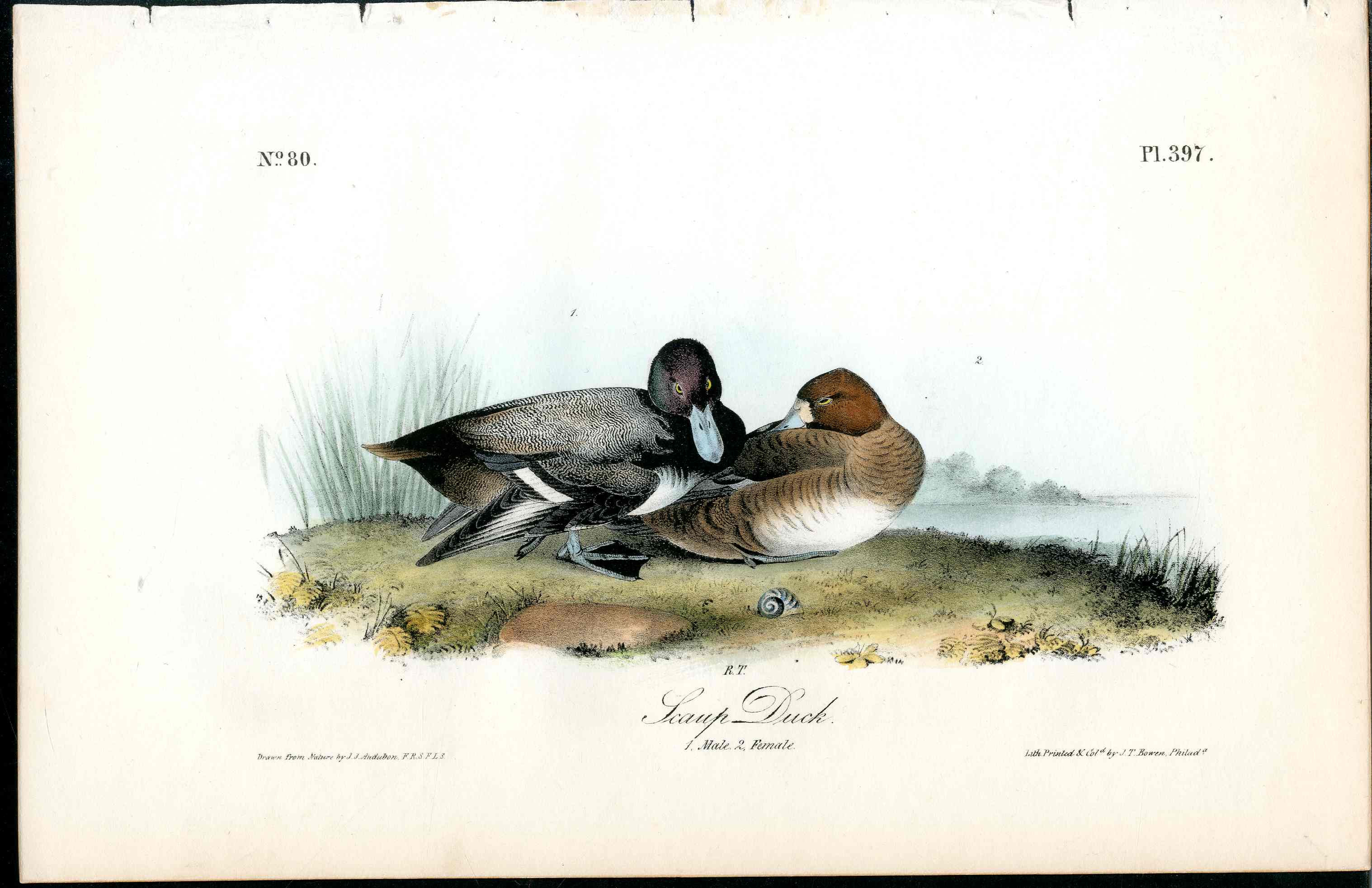 Audubon Birds 1840 Scaup Duck