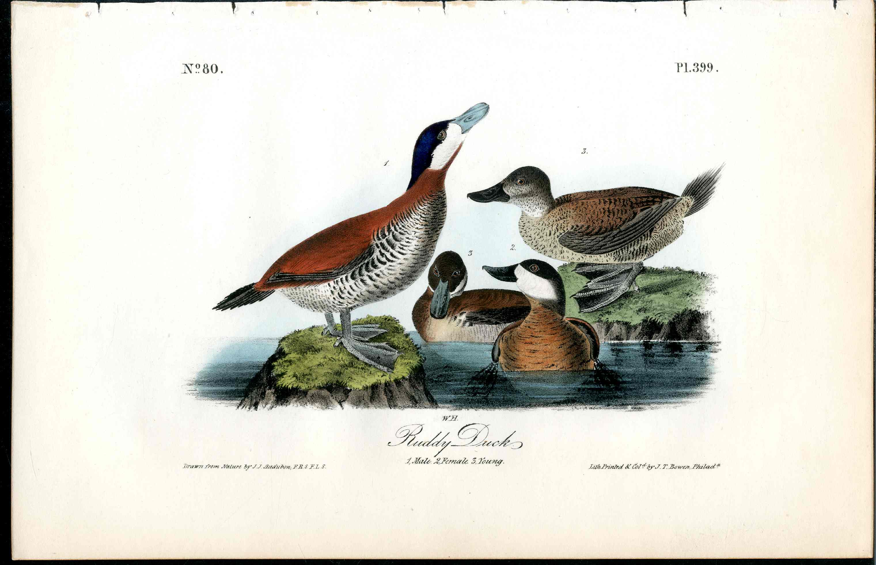 Audubon Birds 1840 Ruddy Duck