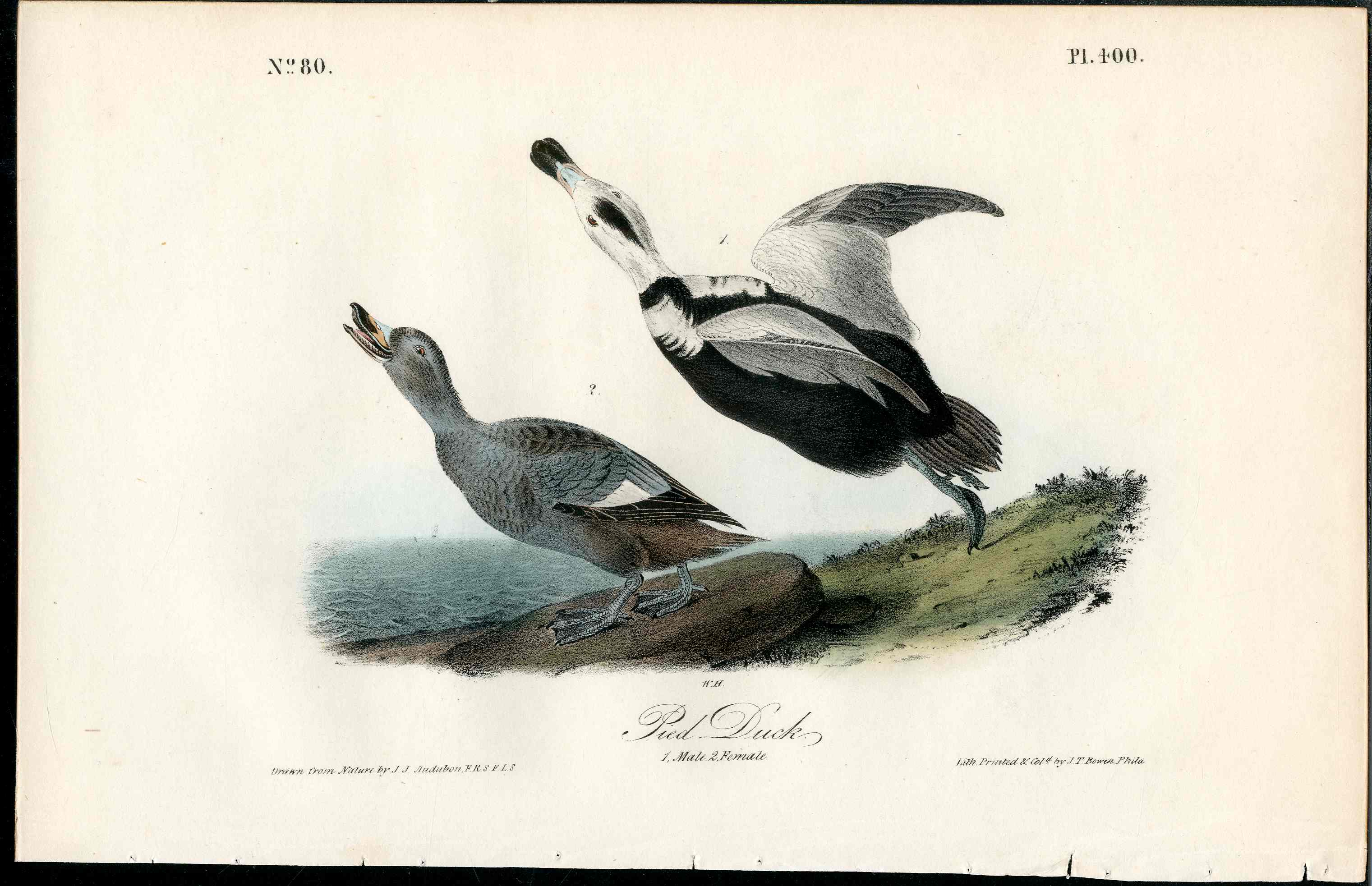 Audubon Birds 1840 Pied Duck