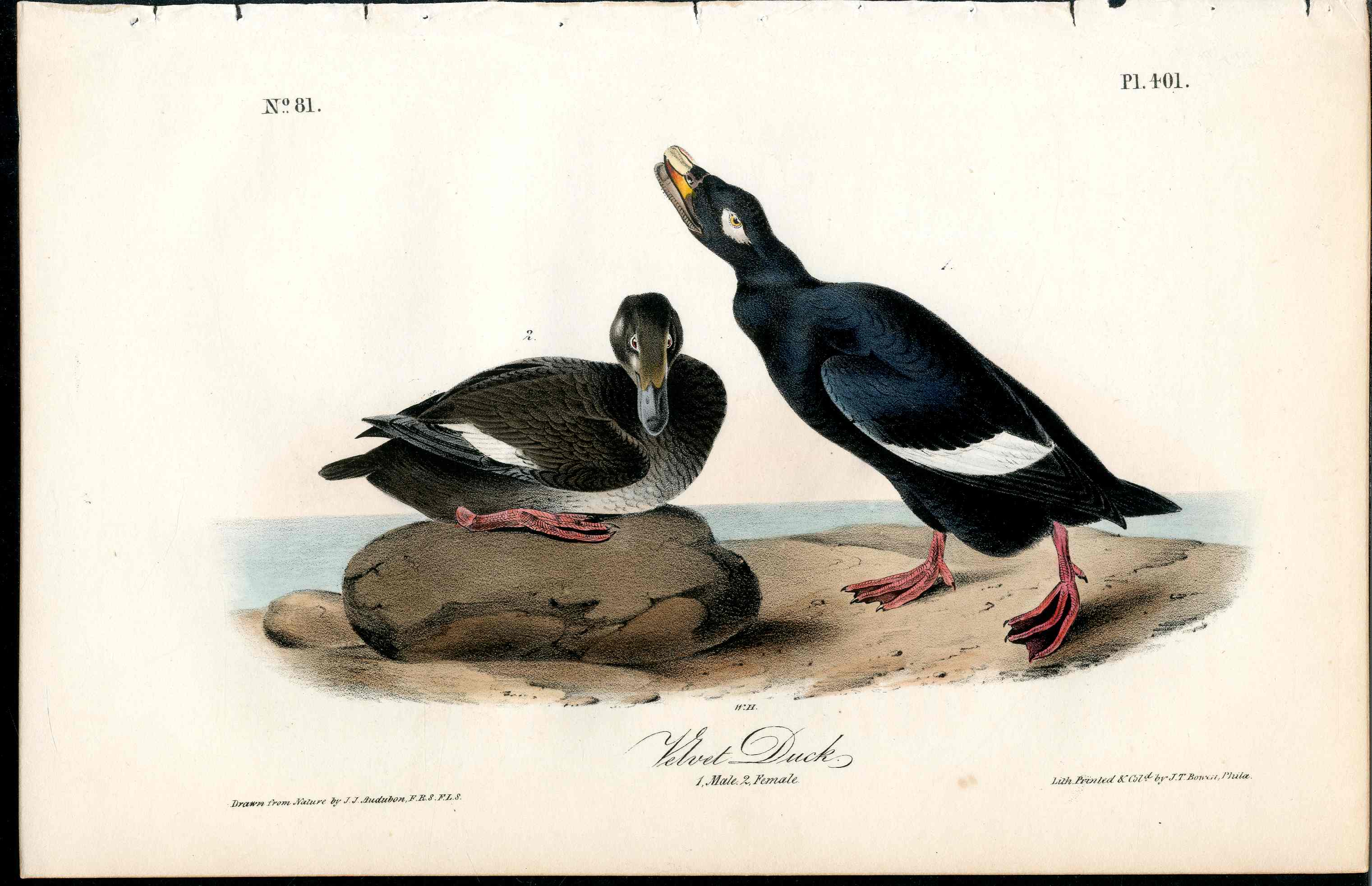 Audubon Birds 1840 Velvet Duck