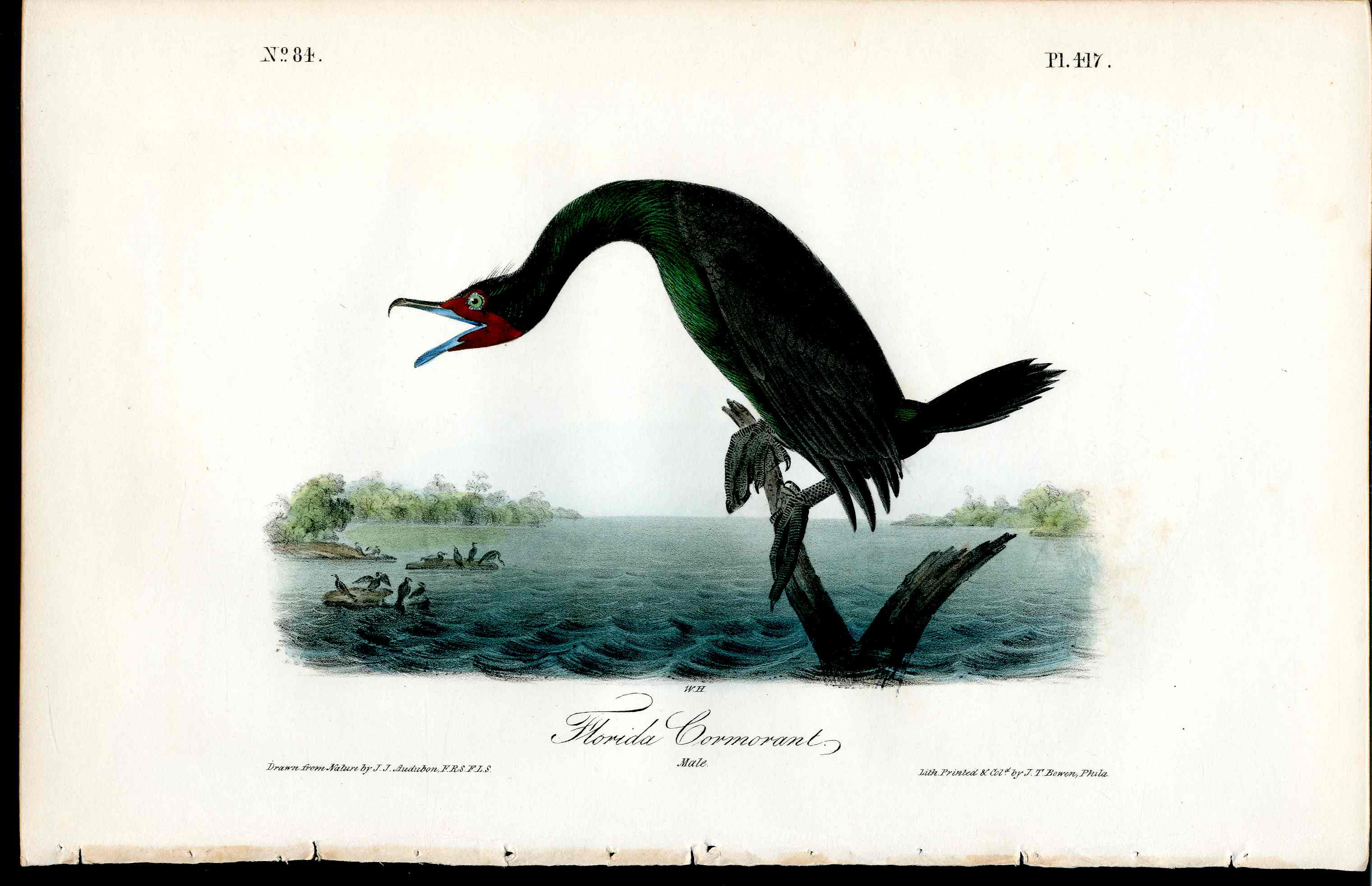 Audubon Birds 1840 Florida Cormorant