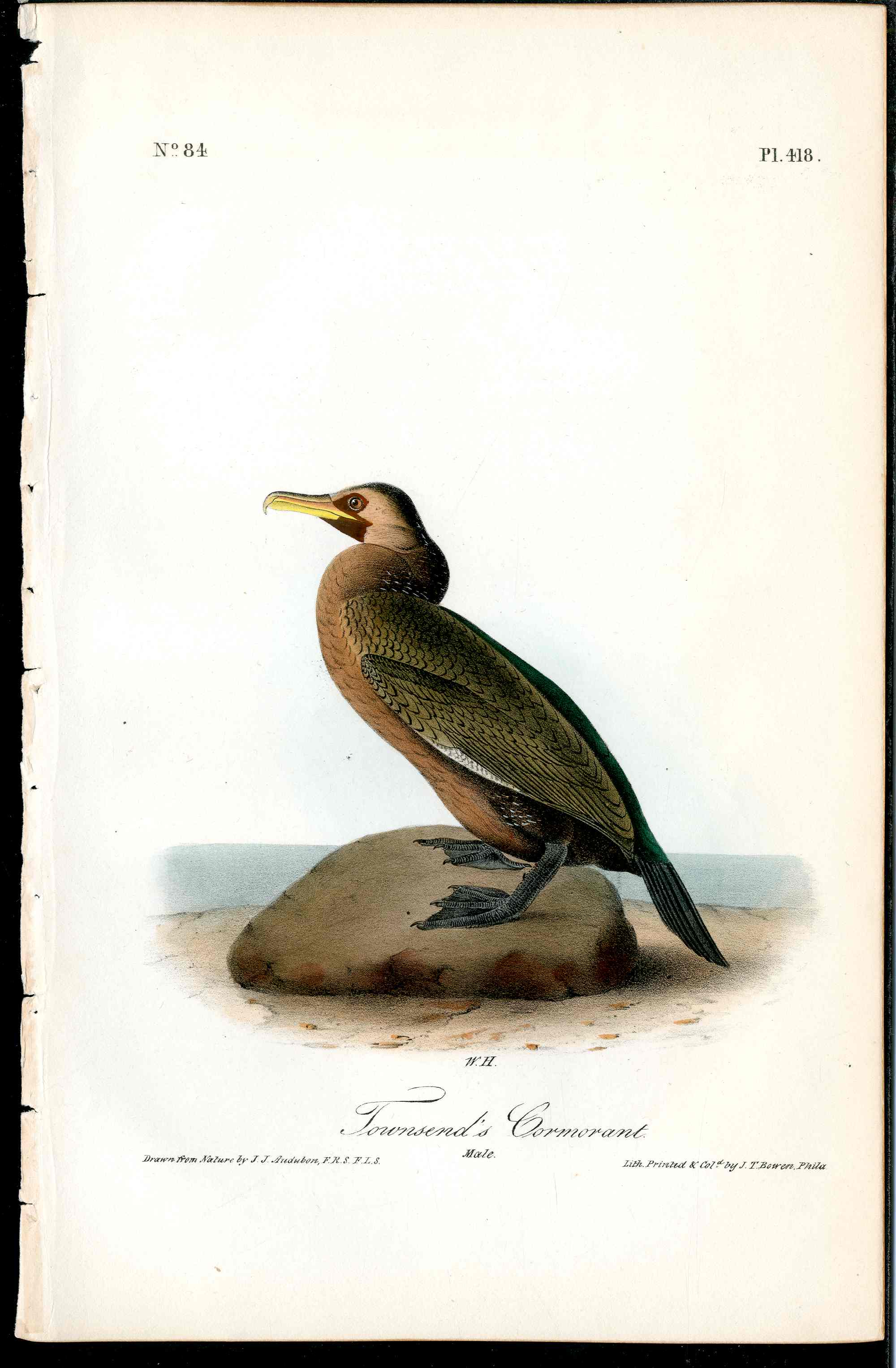 Audubon Birds 1840 Townsend's Cormorant
