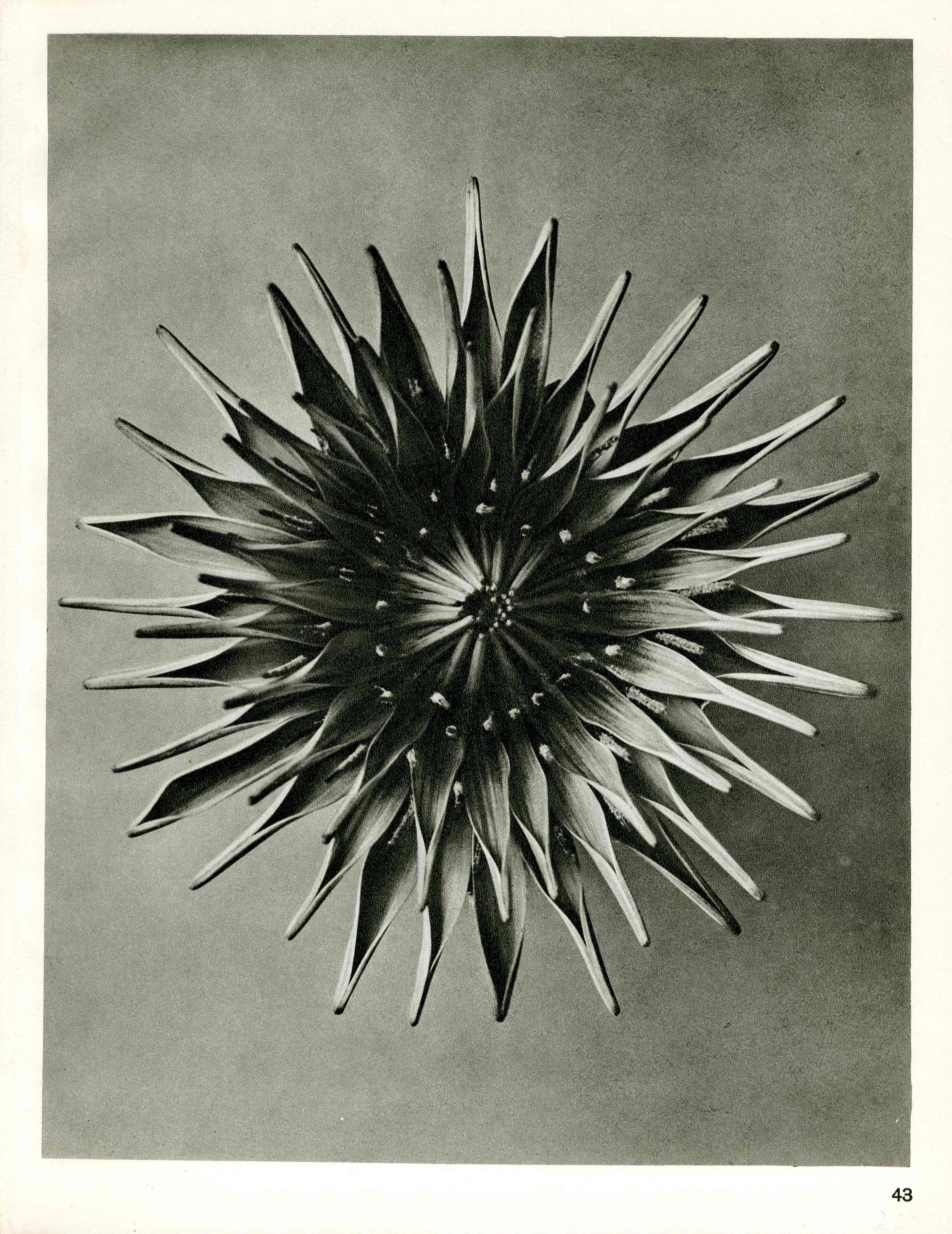 Karl Blossfeldt Original Photogravure Dahlia