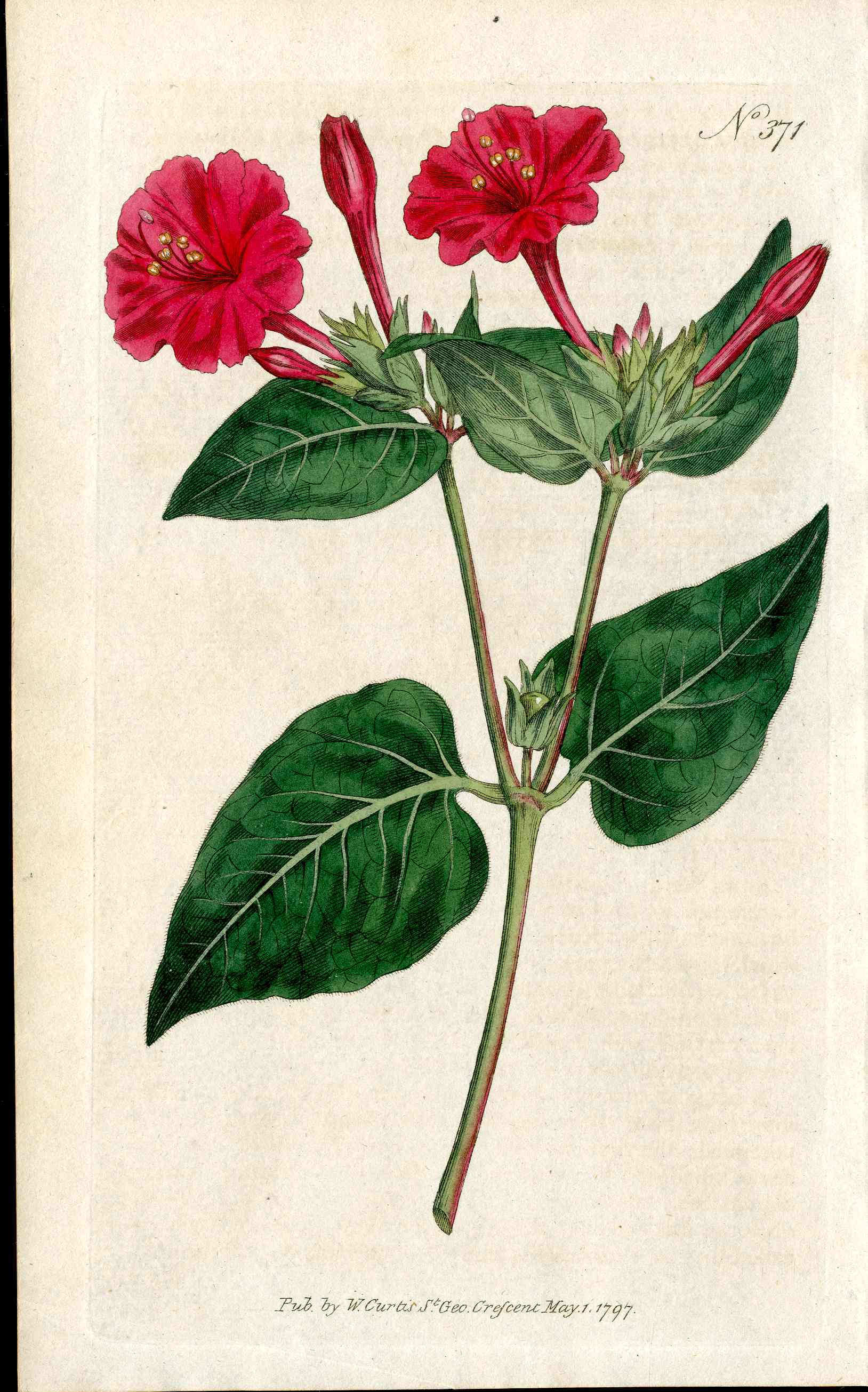 1787 Curtis Botanical Magazine Print Red Four O'Clock