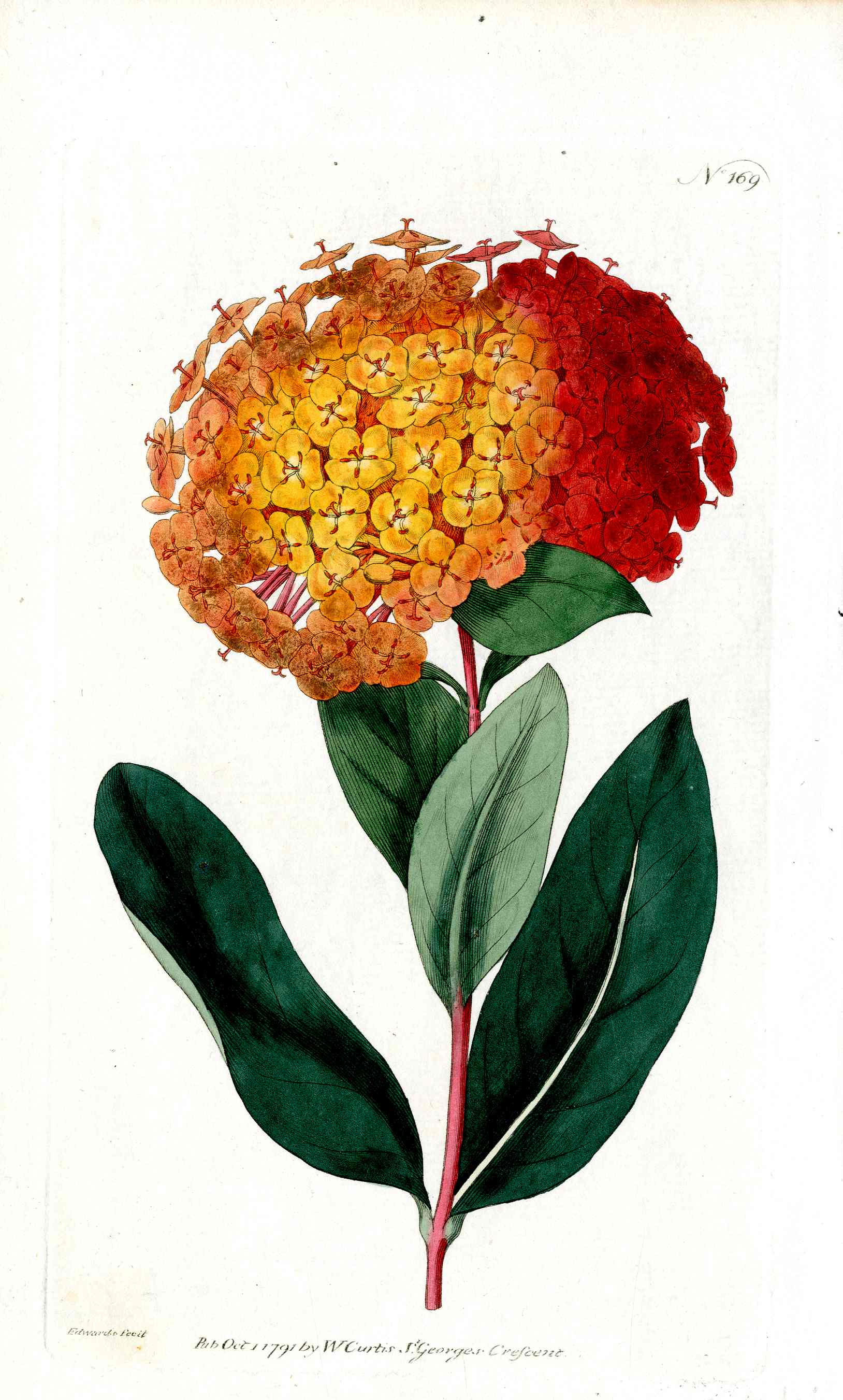 1787 Curtis Botanical Magazine Print Scarlet Ixora