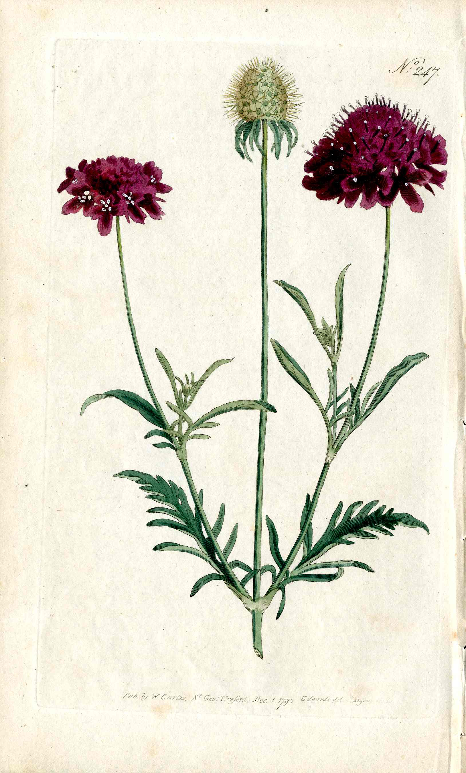 1787 Curtis Botanical Magazine Print Sweet Scabiosa