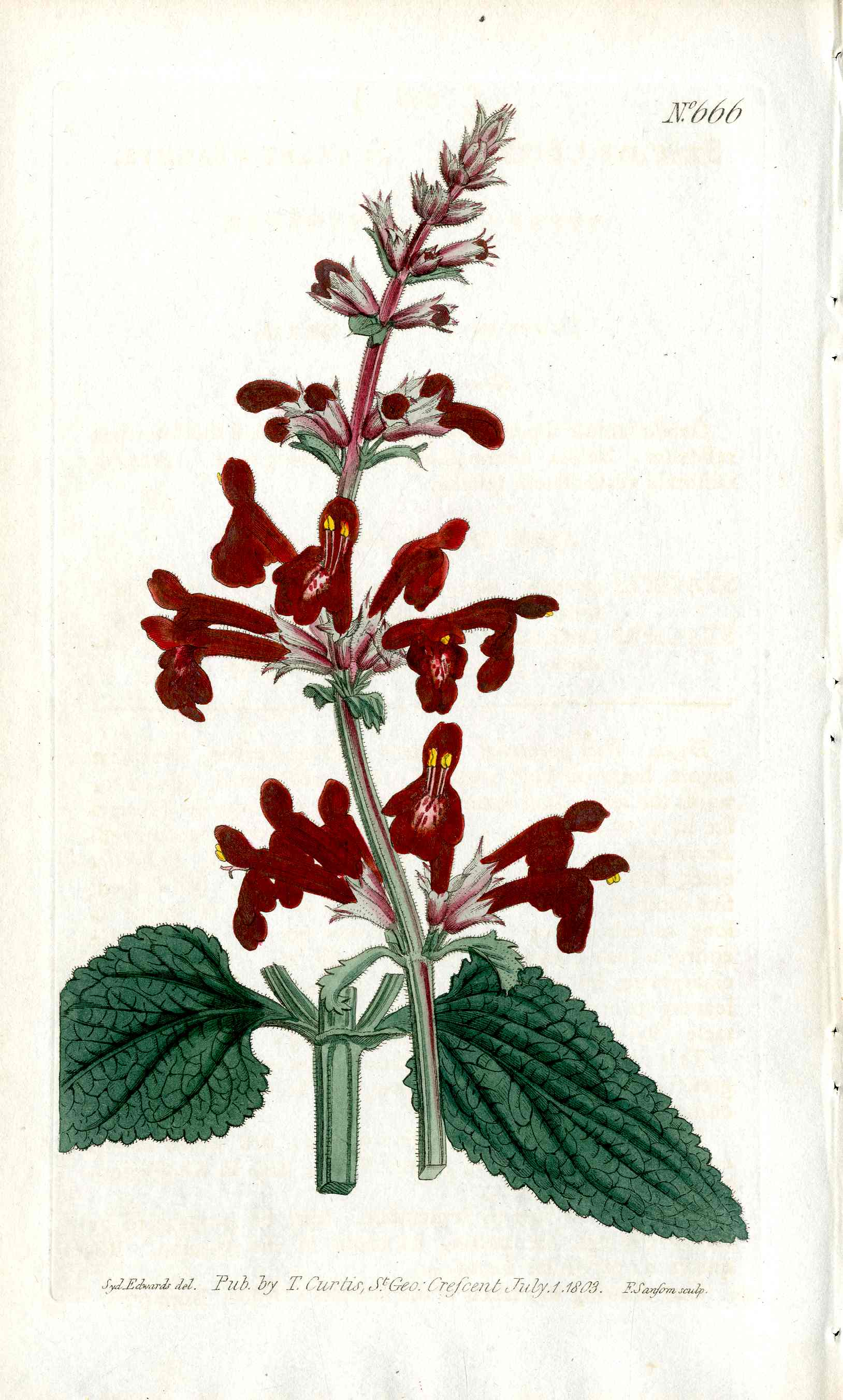 1787 Curtis Botanical Magazine Print Scarlet Stachys