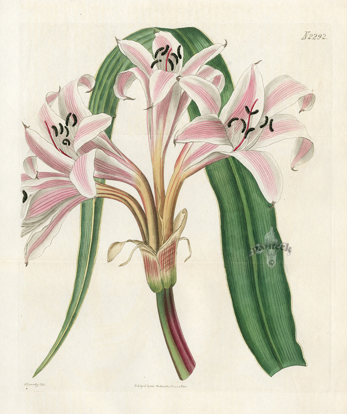 Curtis Botanical Magazine Print Pink Striped Lily
