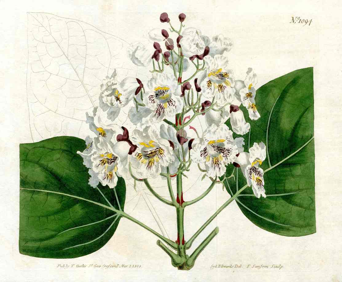 Curtis Botanical Magazine Print Double Catalpa Tree
