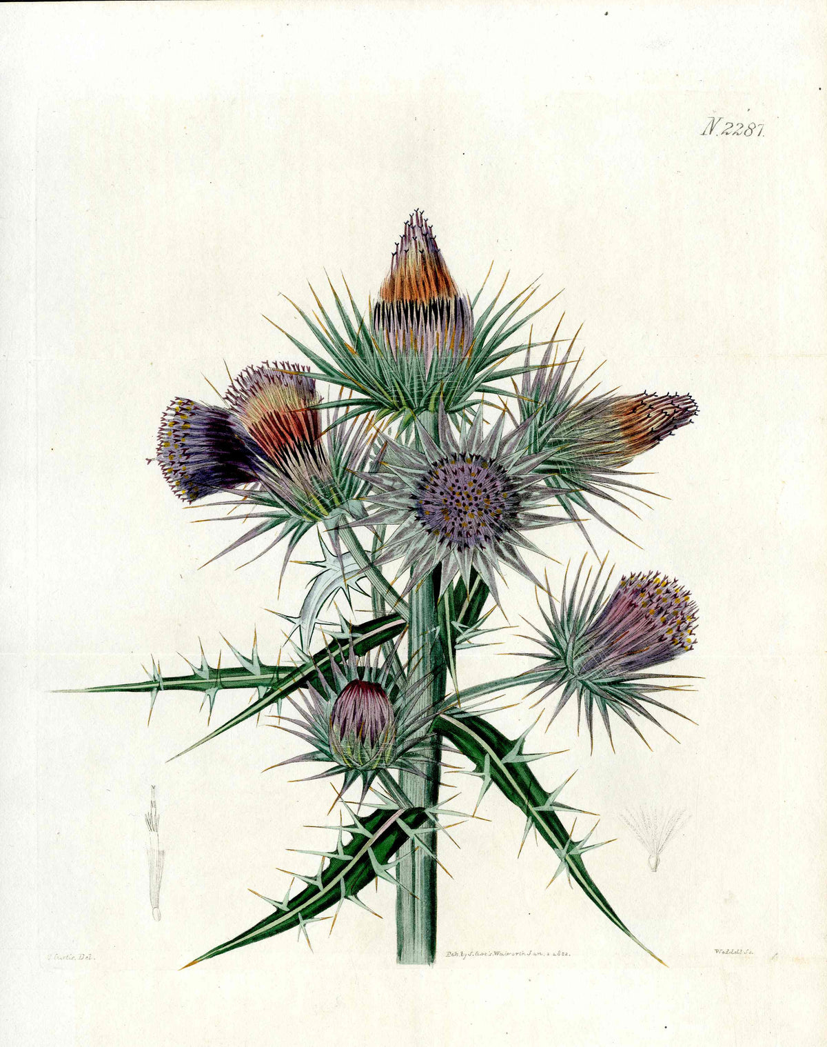 Curtis Botanical Magazine Print Twin Thorn Thistle