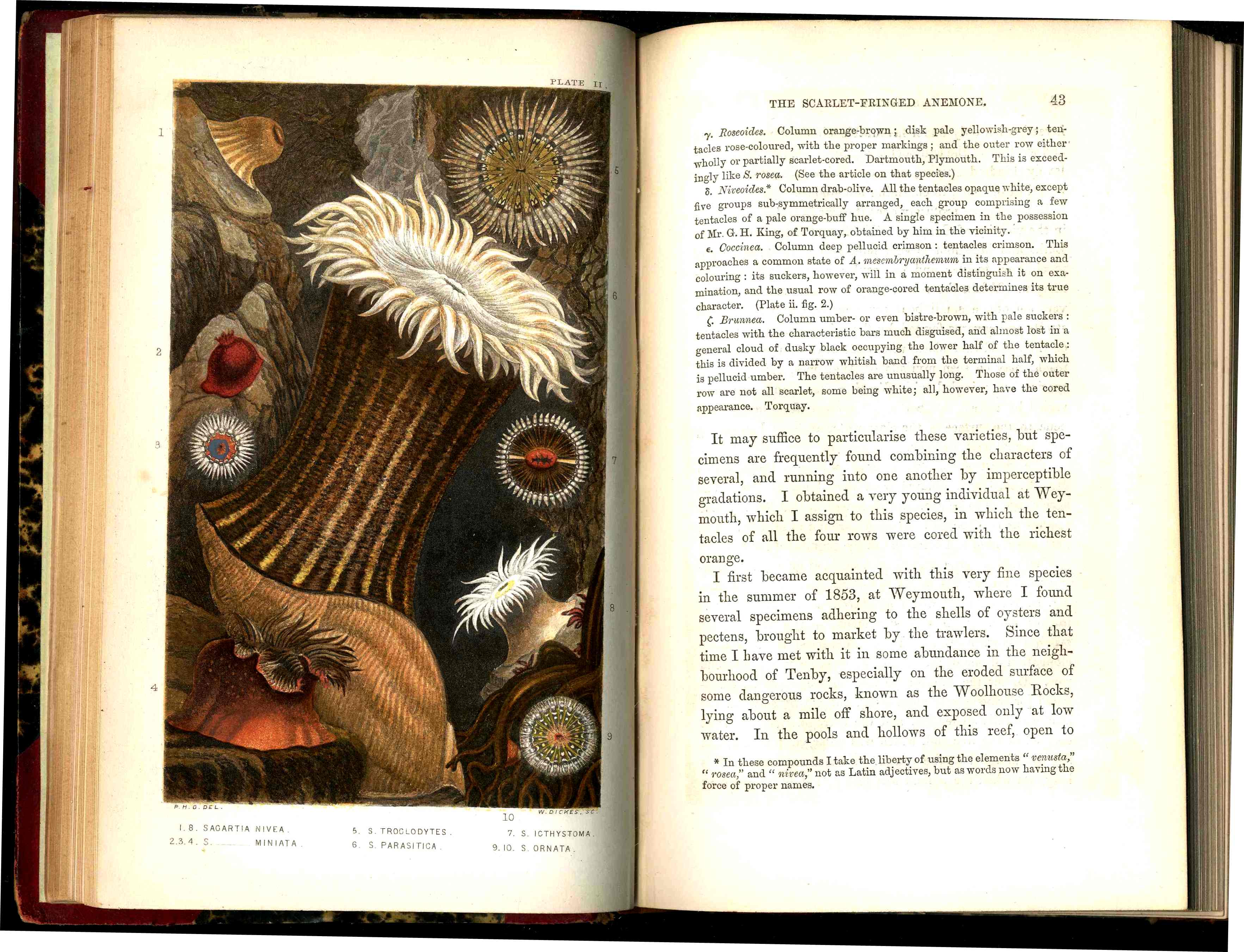 History Of The British Sea-Anemones And Corals 1860 by Phillip Gosse