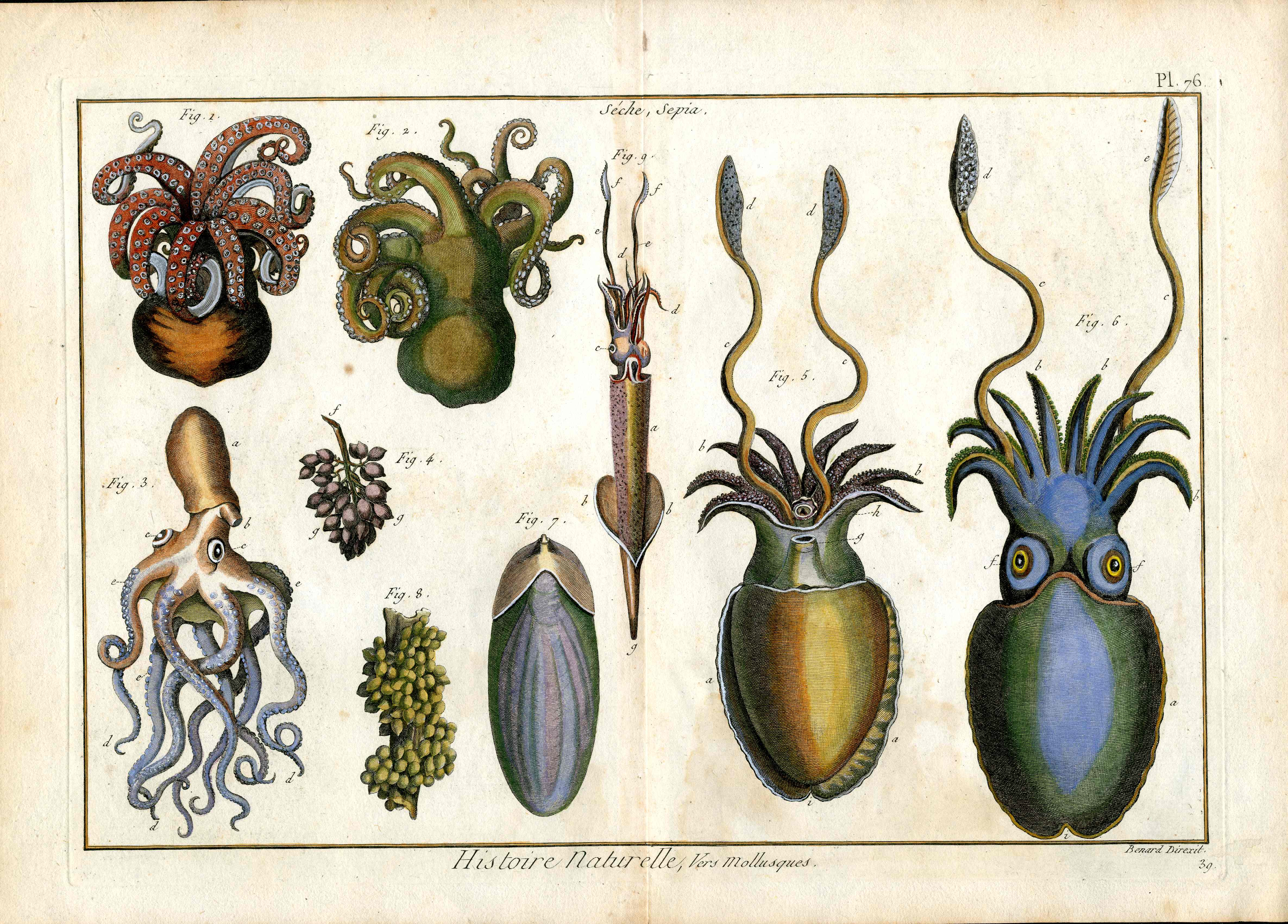 Lamarck Antique Print Sea Life Octopus, Squid, Cuttlefish