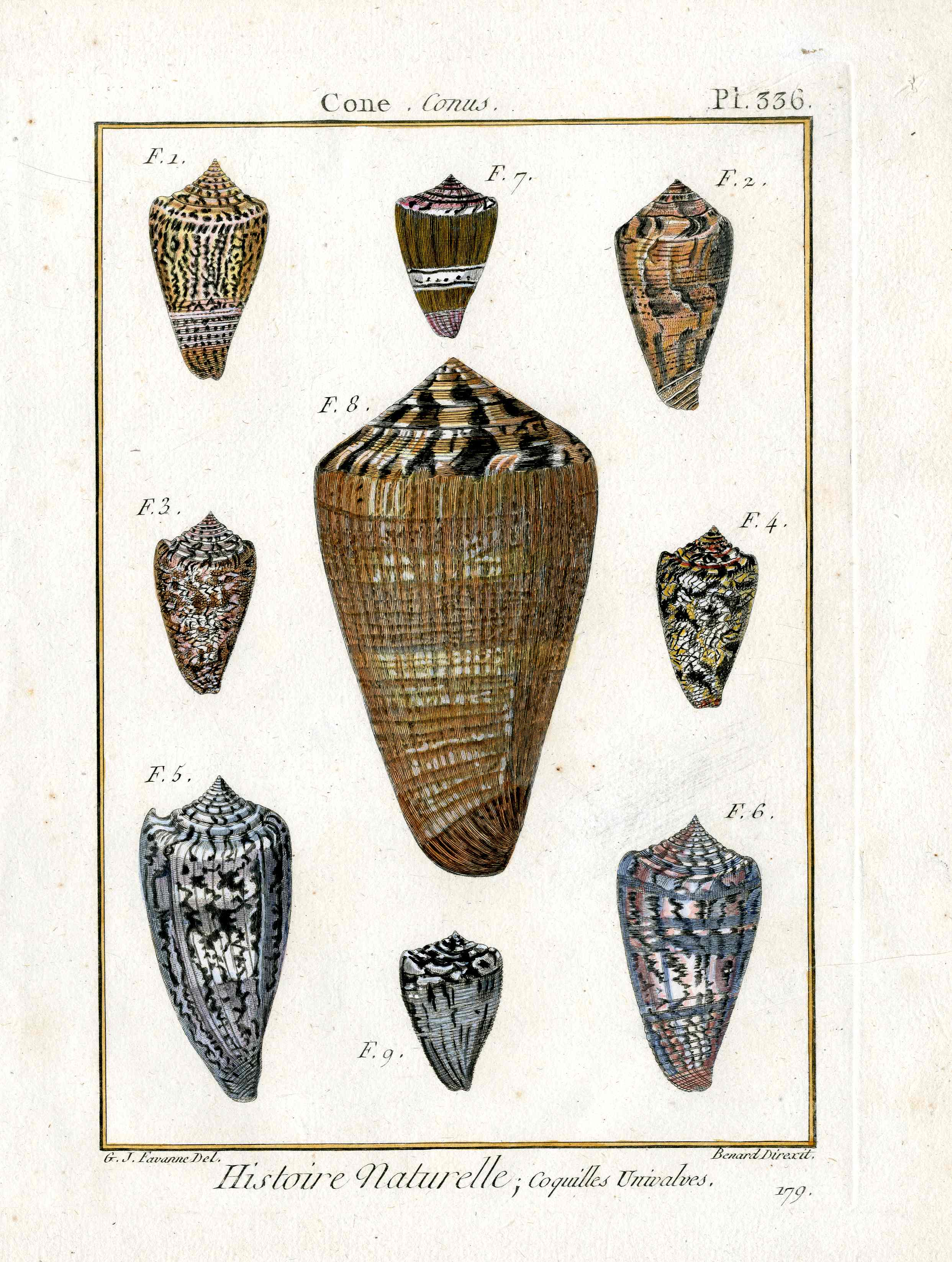 Lamarck Antique 9 Cone Shells 1782