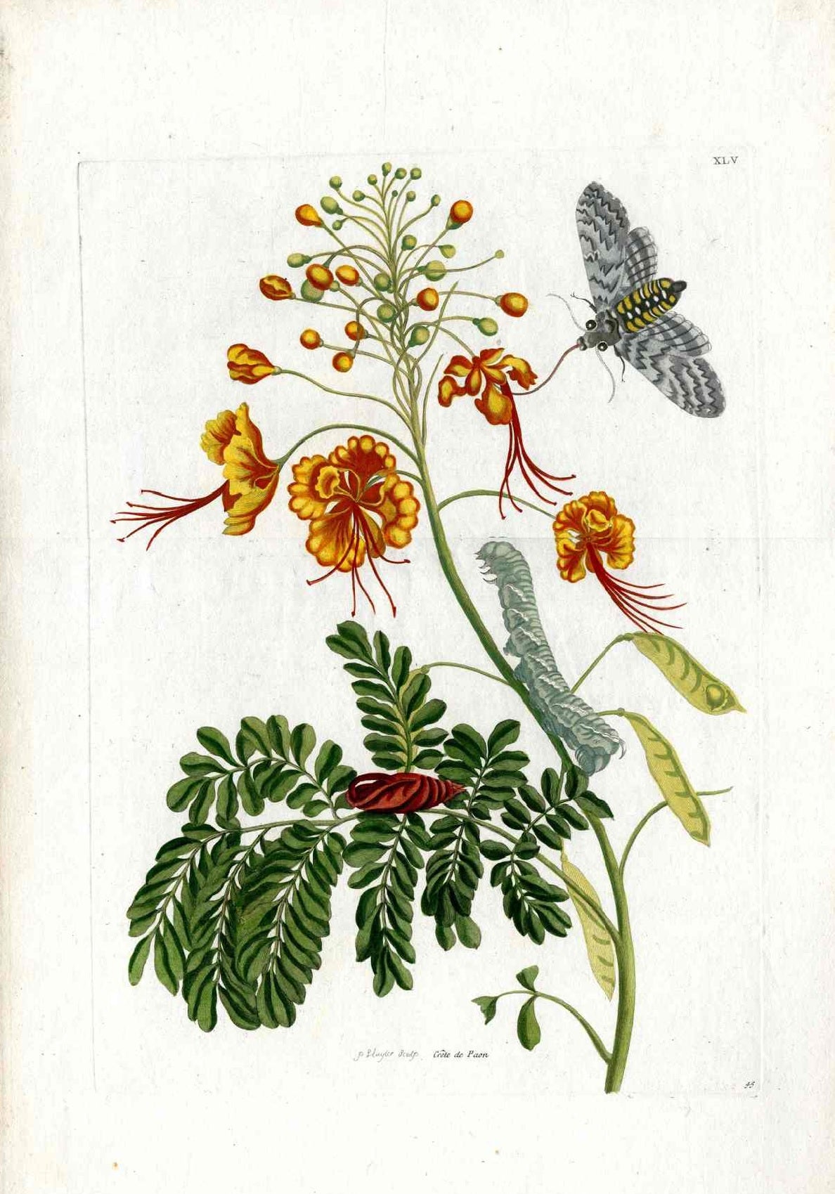 Merian Prints 1705 Engraving Orange Peacock Flower