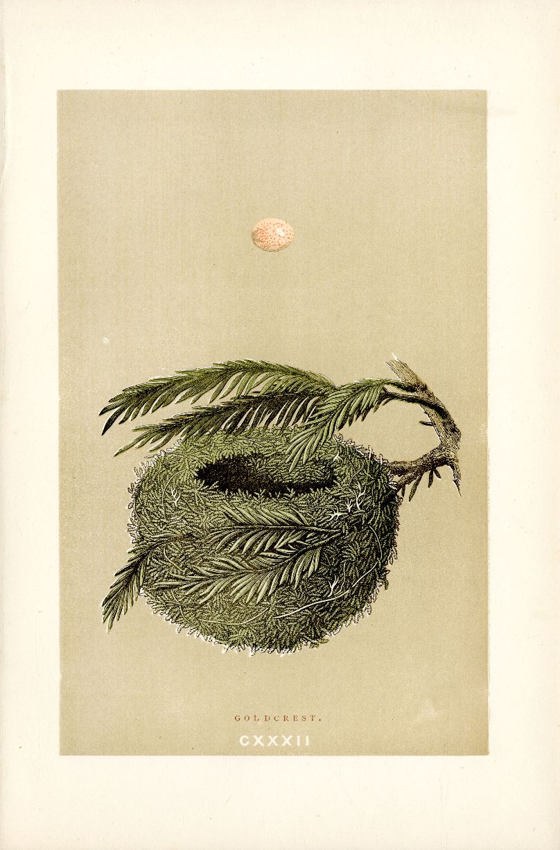 F.O. Morris Original Nest Egg Prints Goldcrest, Pine Tree