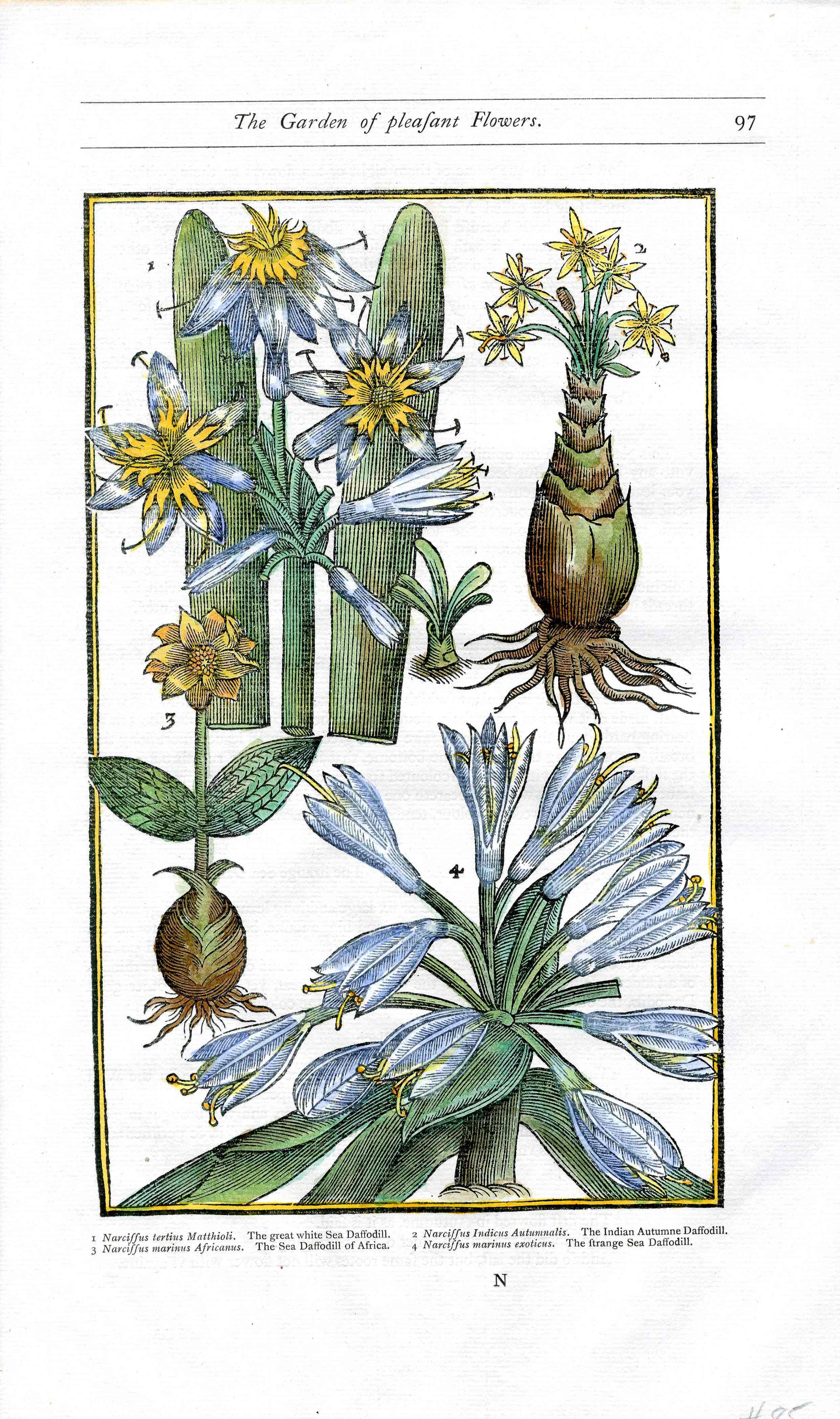 Parkinson Paradisi in Sole Herbals Sea Daffodill