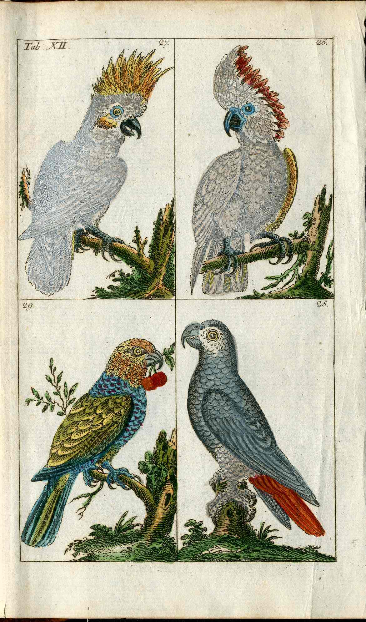 1810 Gottlieb Tobias Wilhelm Extinct Dodo Great Auk Original Natural History Volume