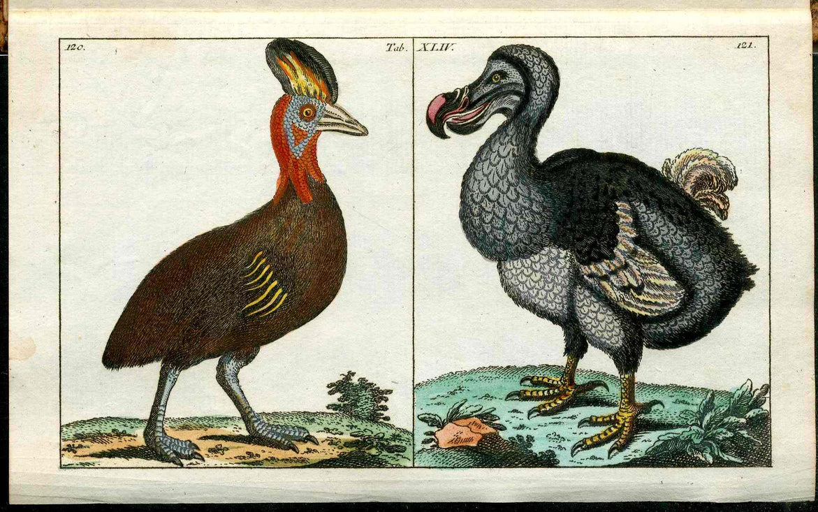 1810 Gottlieb Tobias Wilhelm Extinct Dodo Great Auk Original Natural History Volume