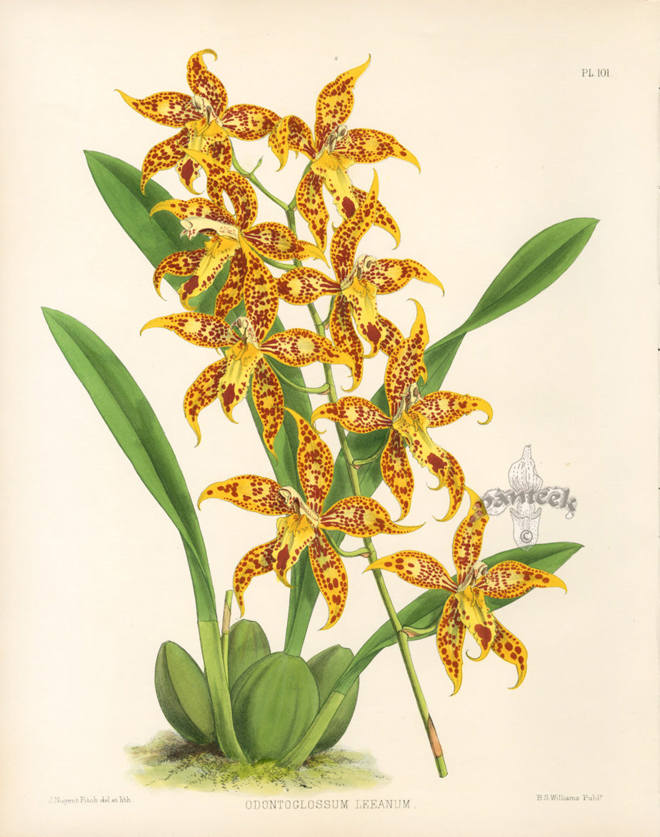 Warner Orchid Album Prints 1882 Odontoglossum Leeanum