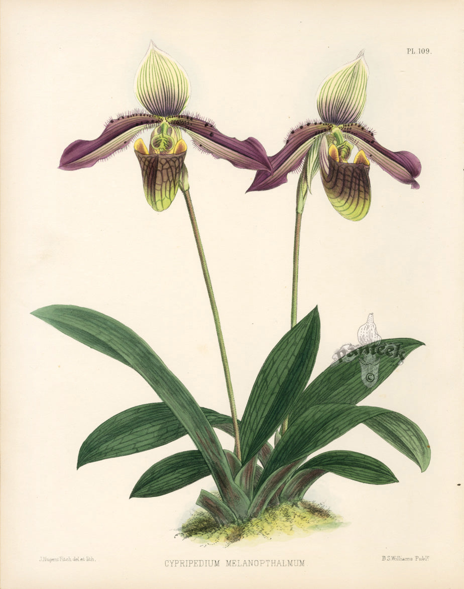 Warner Orchid Album Prints 1882 Cypripedium Melanopthalmum