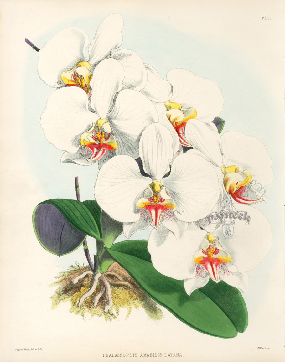 Warner Orchid Album Prints 1882 Phalaenopsis Ama.