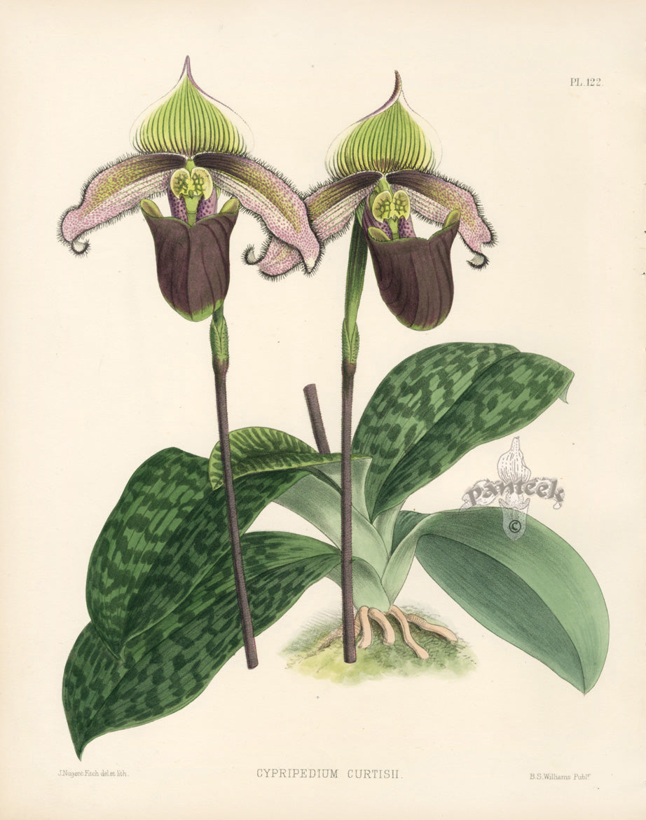 Warner Orchid Album Prints 1882 Cypripedium Curtisii
