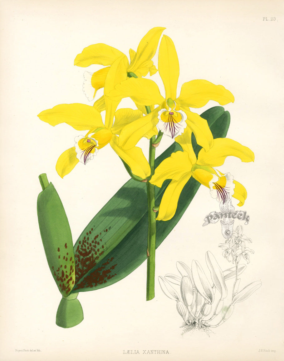 Warner Orchid Album Prints 1882 Laelia Xanthina
