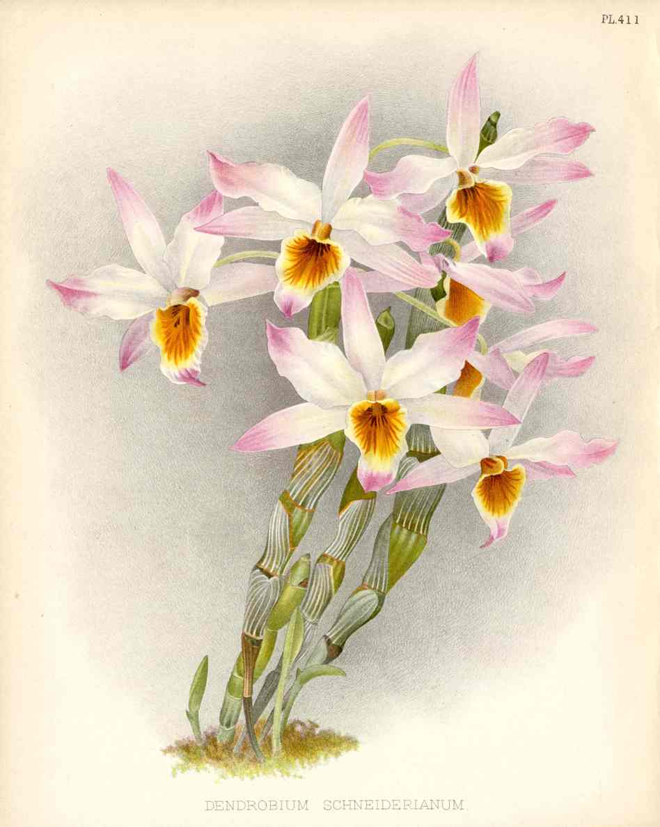 Warner Orchid Album Prints 1882 Dendrobium Sch.