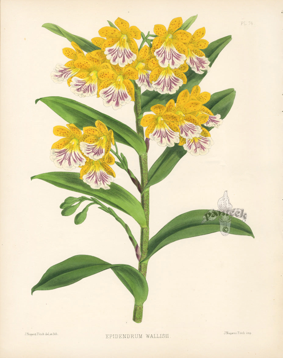 Warner Orchid Album Prints 1882 Epidendrum Wallisii