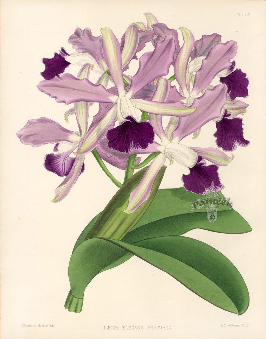 Warner Orchid Album Prints 1882 Laelia Elegans Prasiata