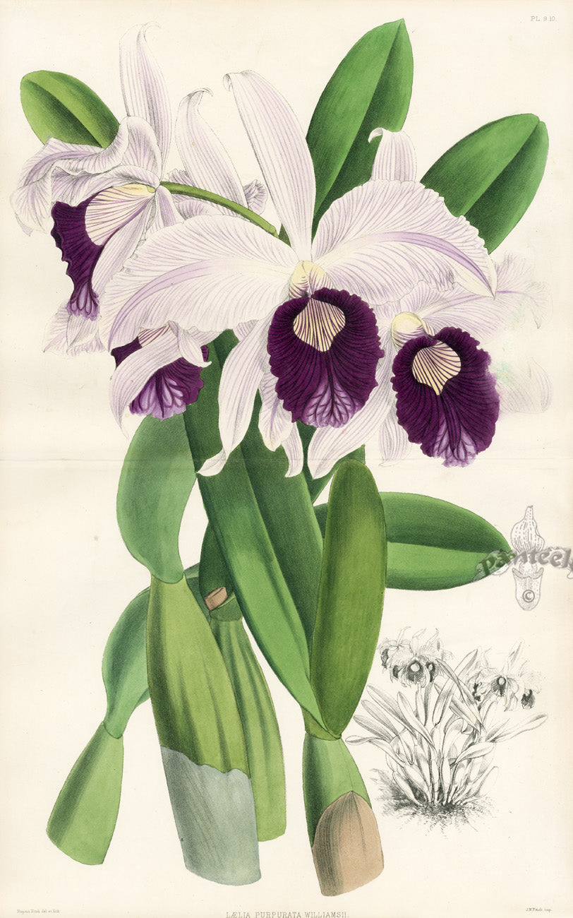 Warner Orchid Album Prints 1882 Lalia Purpurata