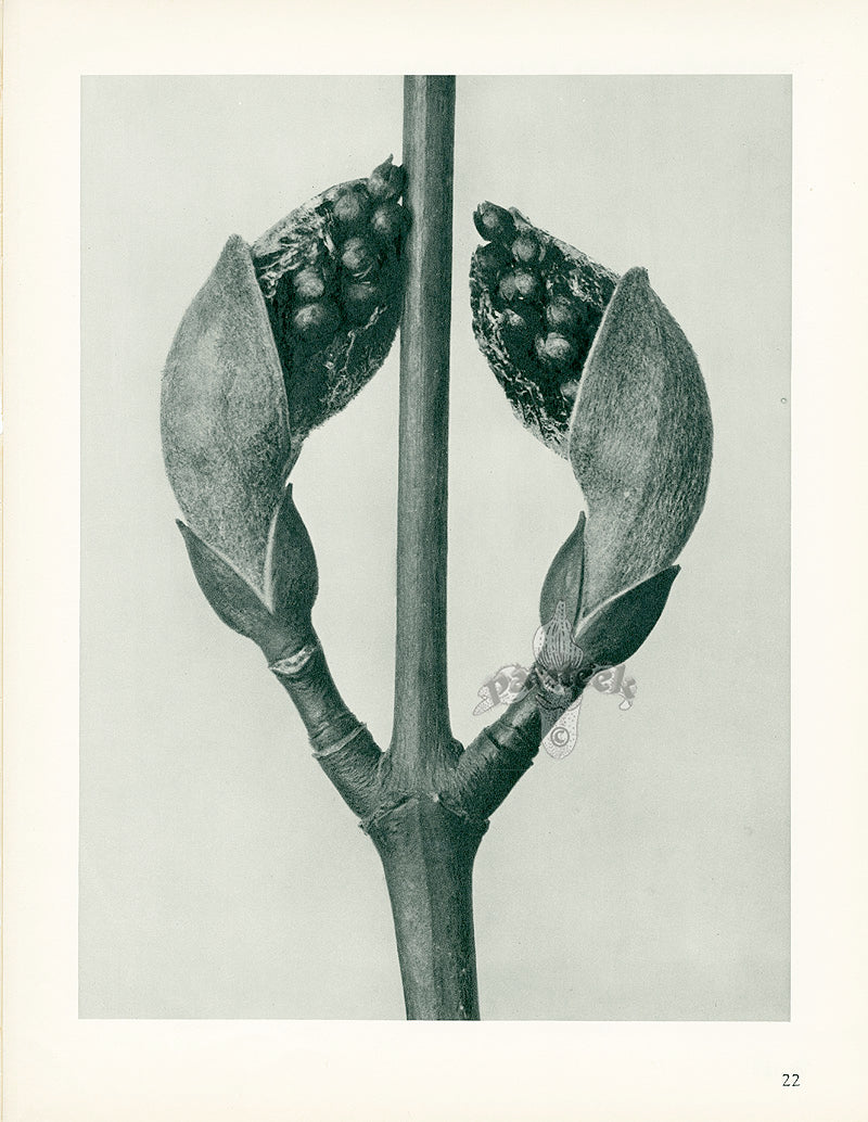 Karl Blossfeldt Original Acer Rufinerve